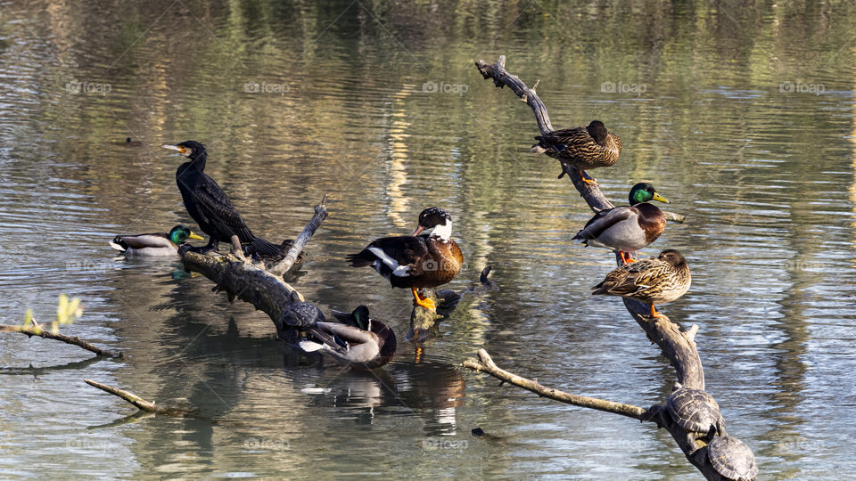 Asamblea de ánades
 Assembly of mallards