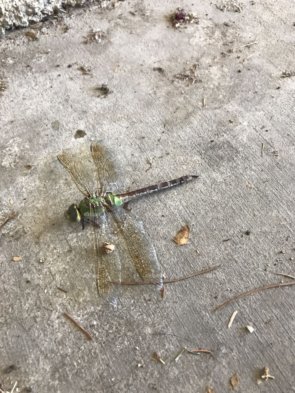 Dragonfly - Dead 