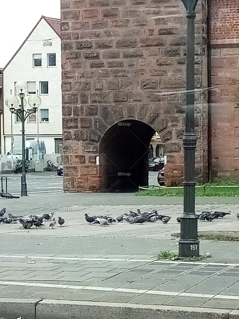Tauben in der Stadt ,ein lästiges übel ,füttern verboten man will sie los werden und nicht vermehren