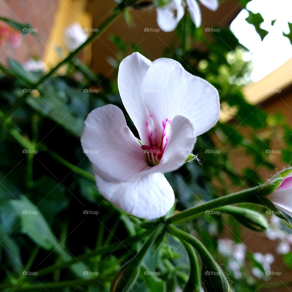 White kliming geranium