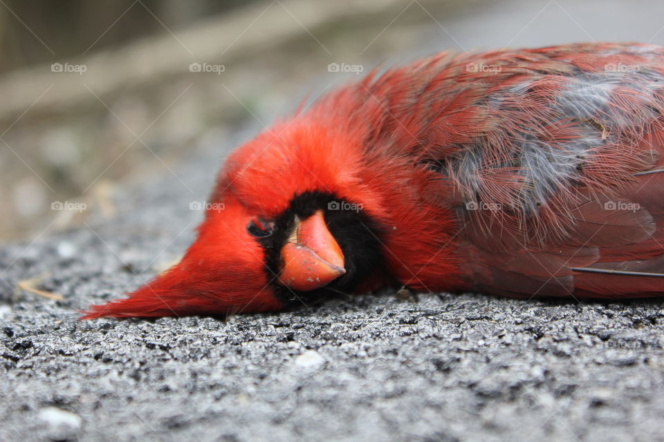 Dead cardinal