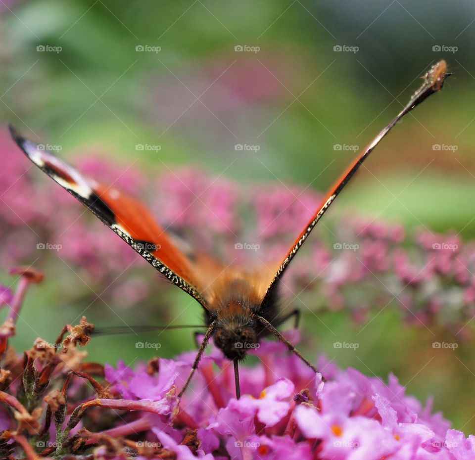 Close-up of butterfly on flower