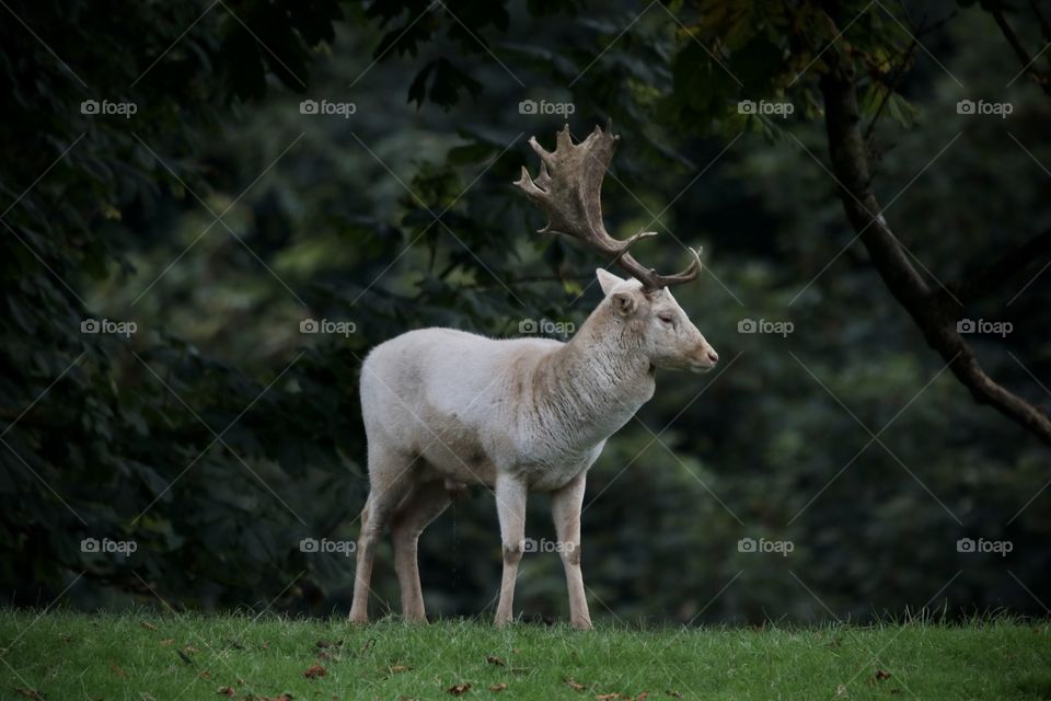 Fallow deer