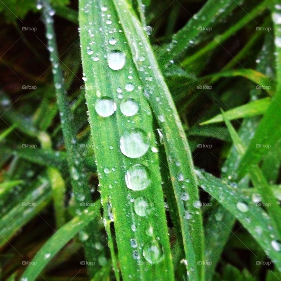 Water droplets on grass. Water droplets on blades of grass