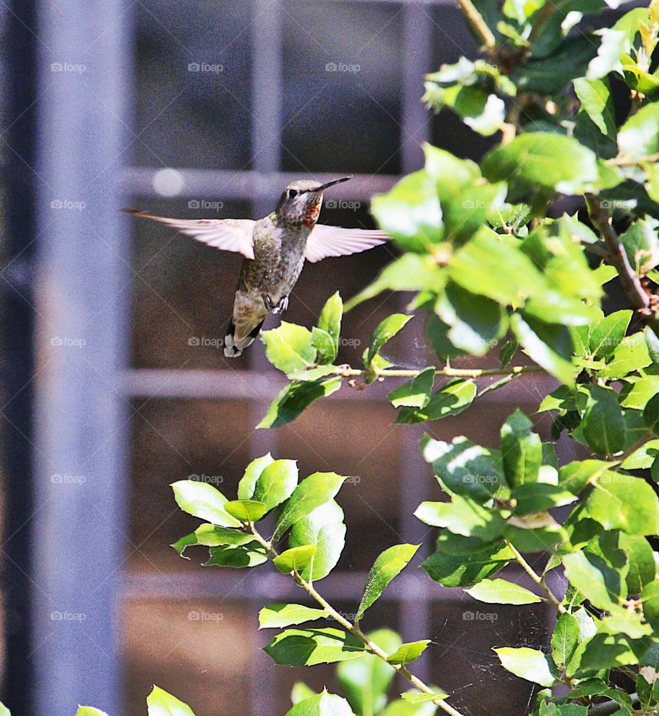 nature. Wildlife. Zoo. hummingbird. I took this picture of a hummingbird at the Folsom Zoo in Northern California
