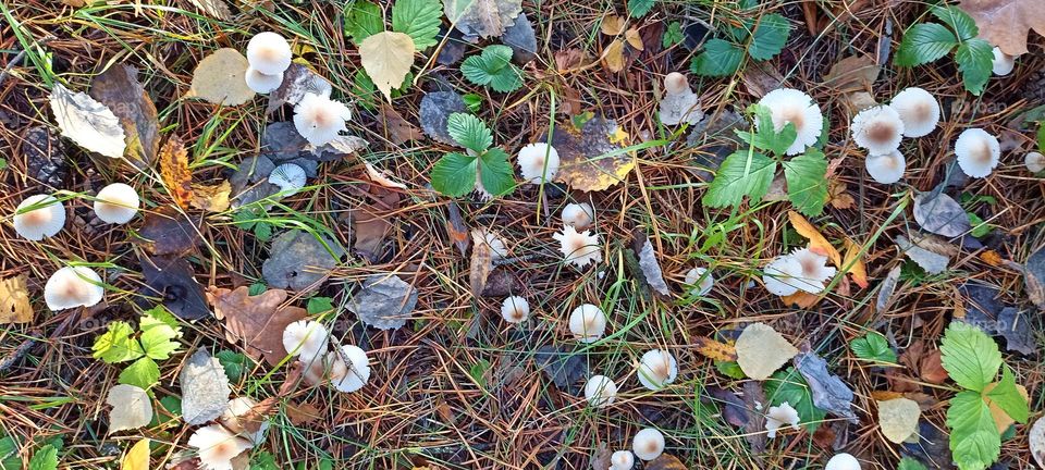 beautiful mistic mushrooms autumn time , texture background