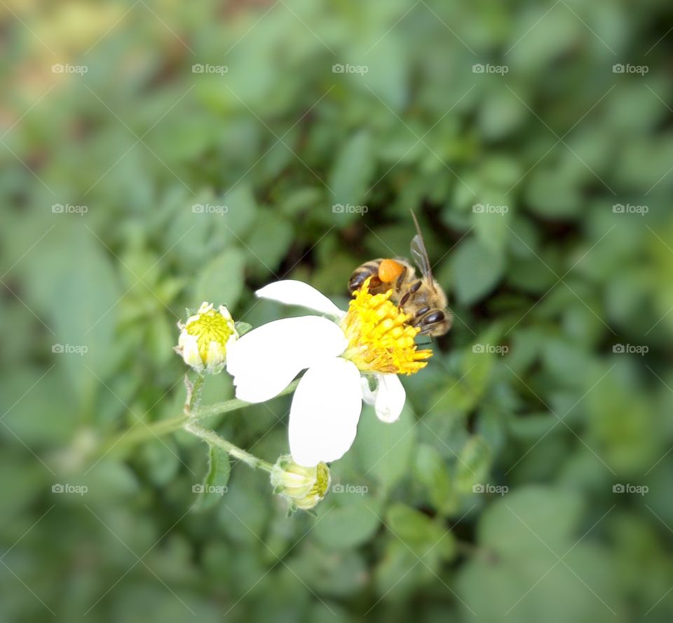 flower. and bee