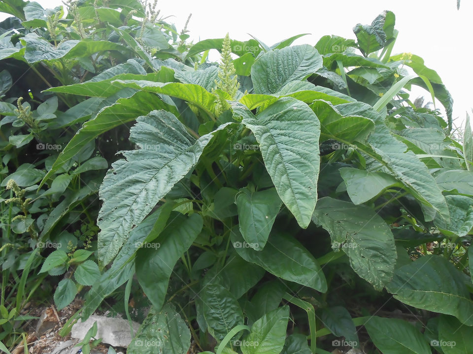 Cluster of Callaloo (Amaranth)