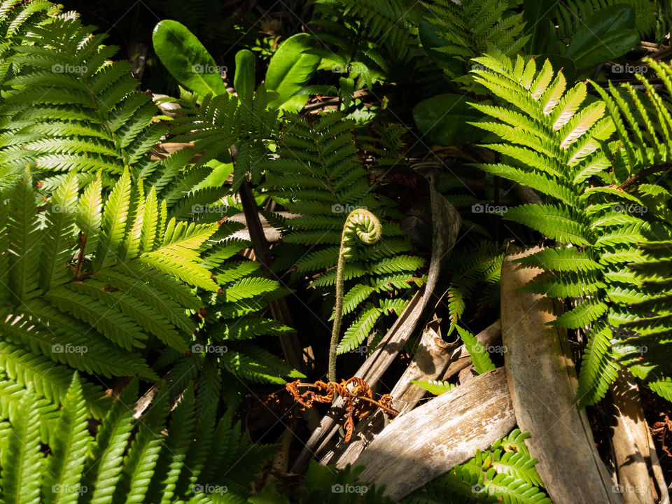 New growth in the forest