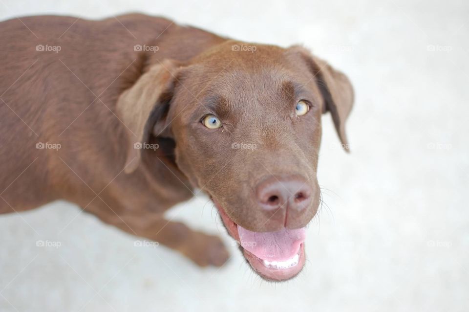 Chocolate Labrador retriever . Chocolate Labrador retriever 