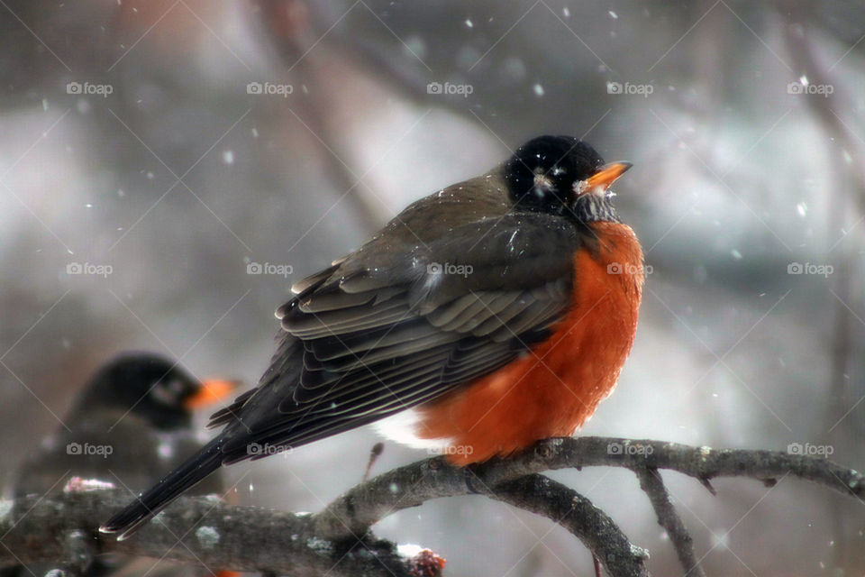 A chubby red robin on a branch in the snow with a blurred background.