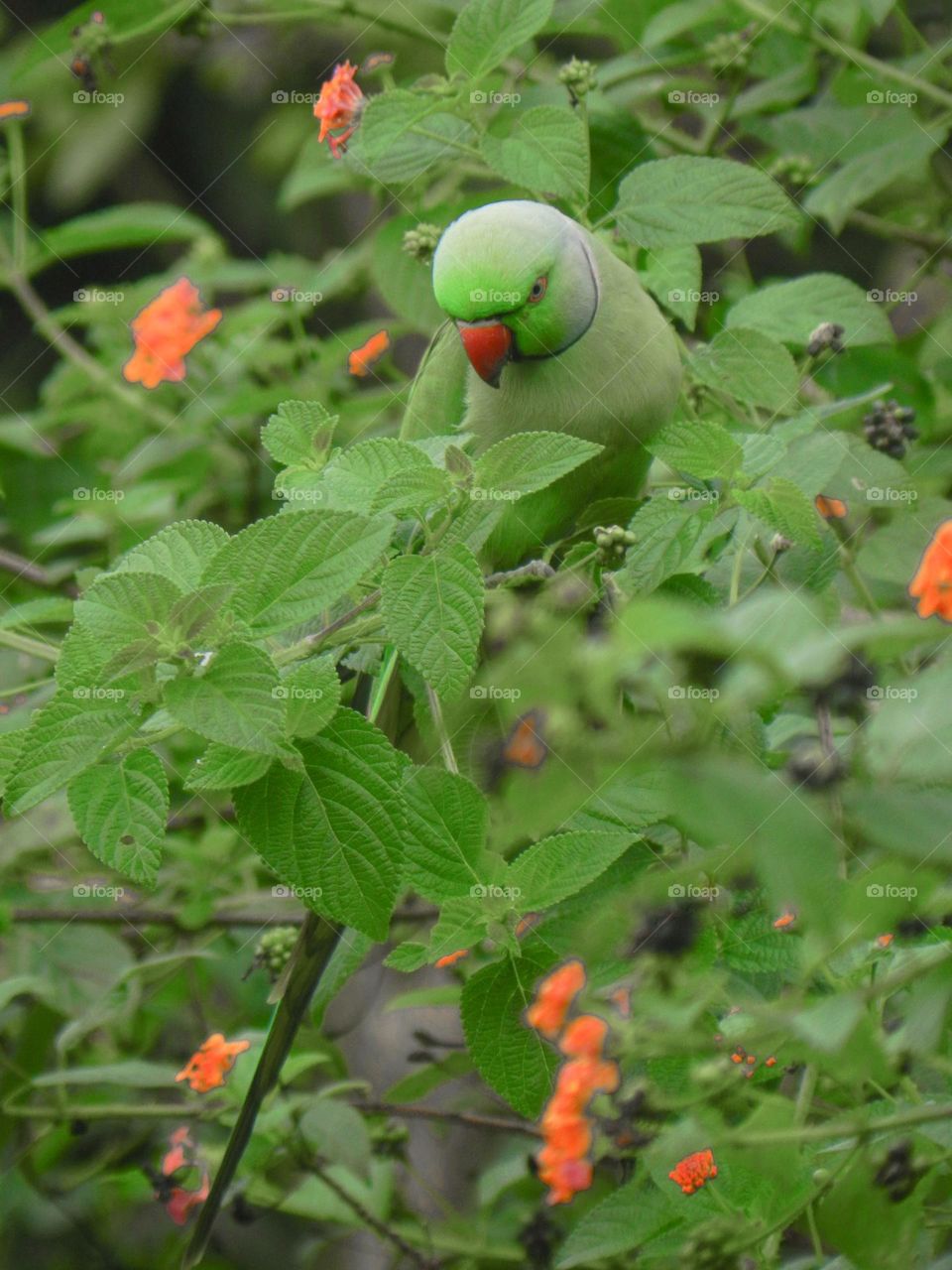 Ring neck parrot