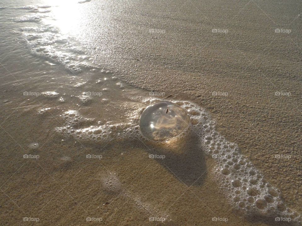 Jellyfish on a shore