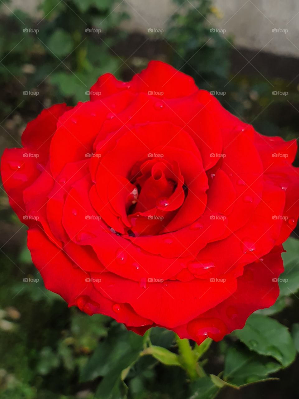 red rose after the rain closeup