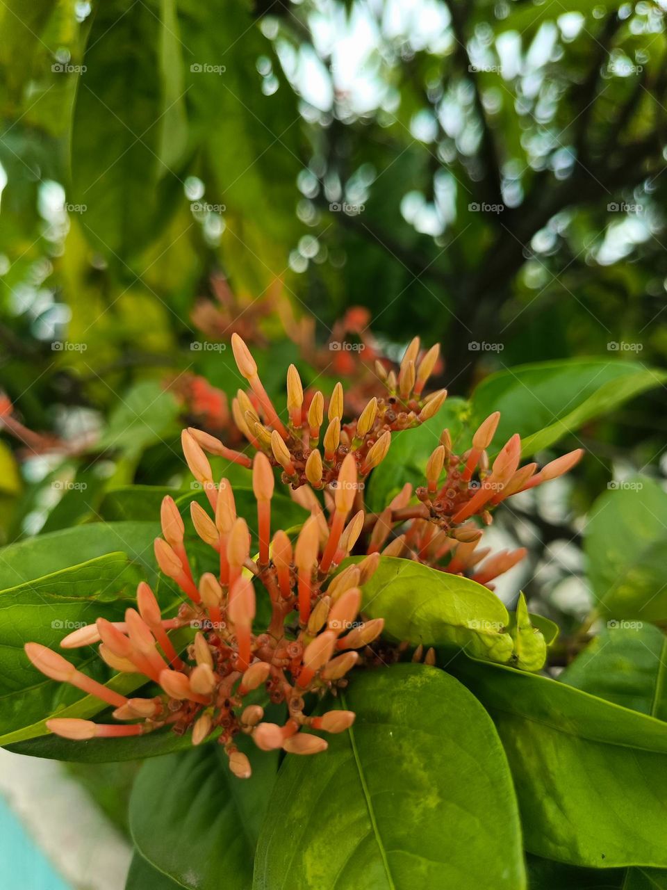 "Like clusters of flame igniting the green, the Ixora blooms remind us that even in the calmest corners of nature, the