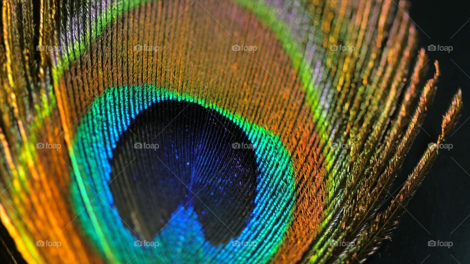 Peacock feather 