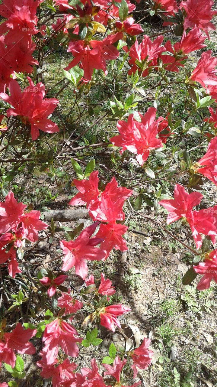 Azaleas in Spring