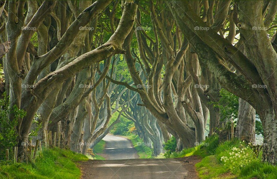 ireland causeway