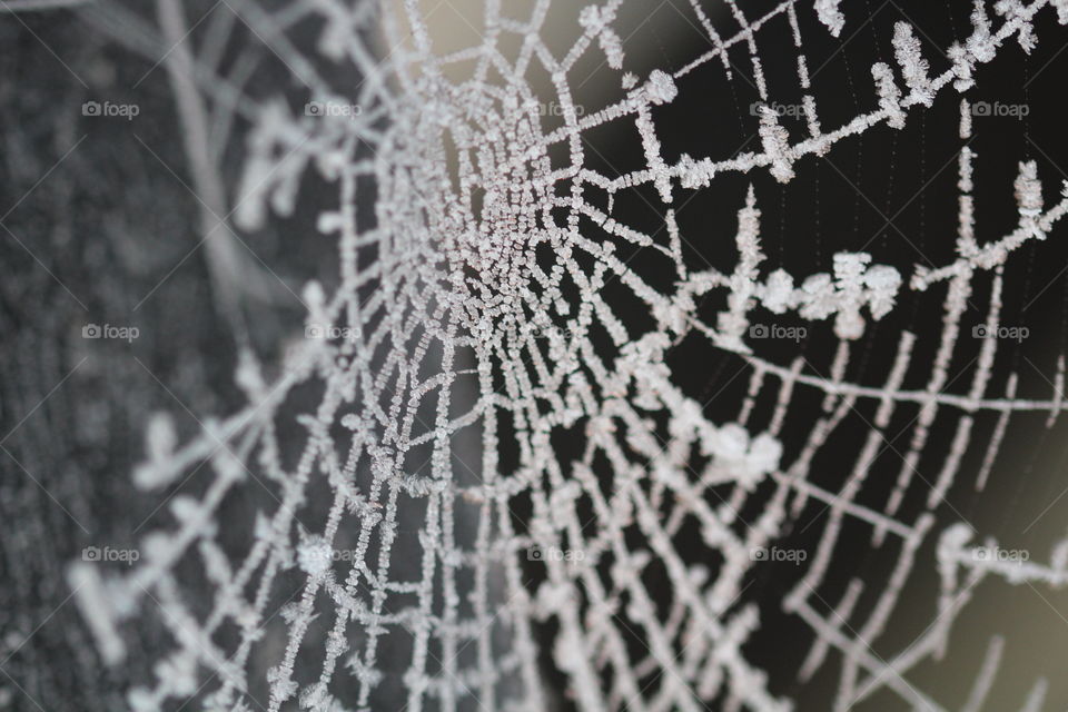 Frozen spider web 