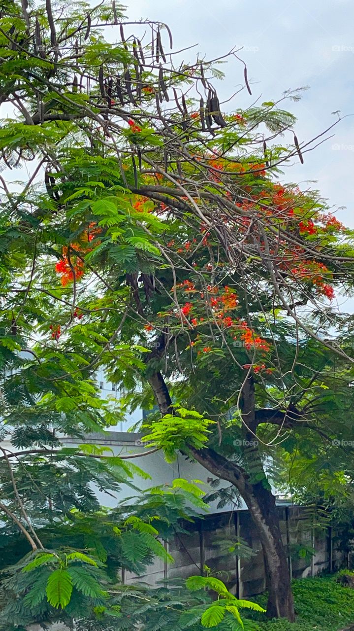 Beautiful flamboyant tree