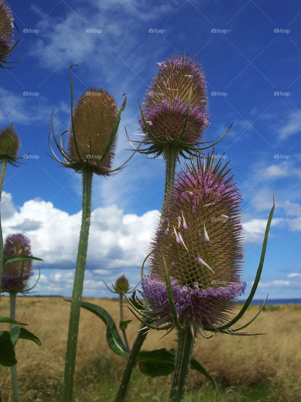 thistle in the sky