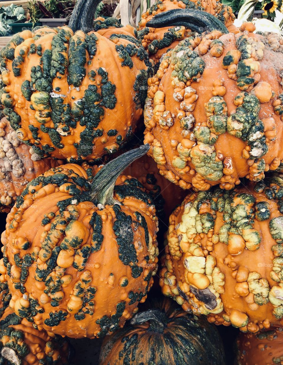 Warty goblin pumpkins 
