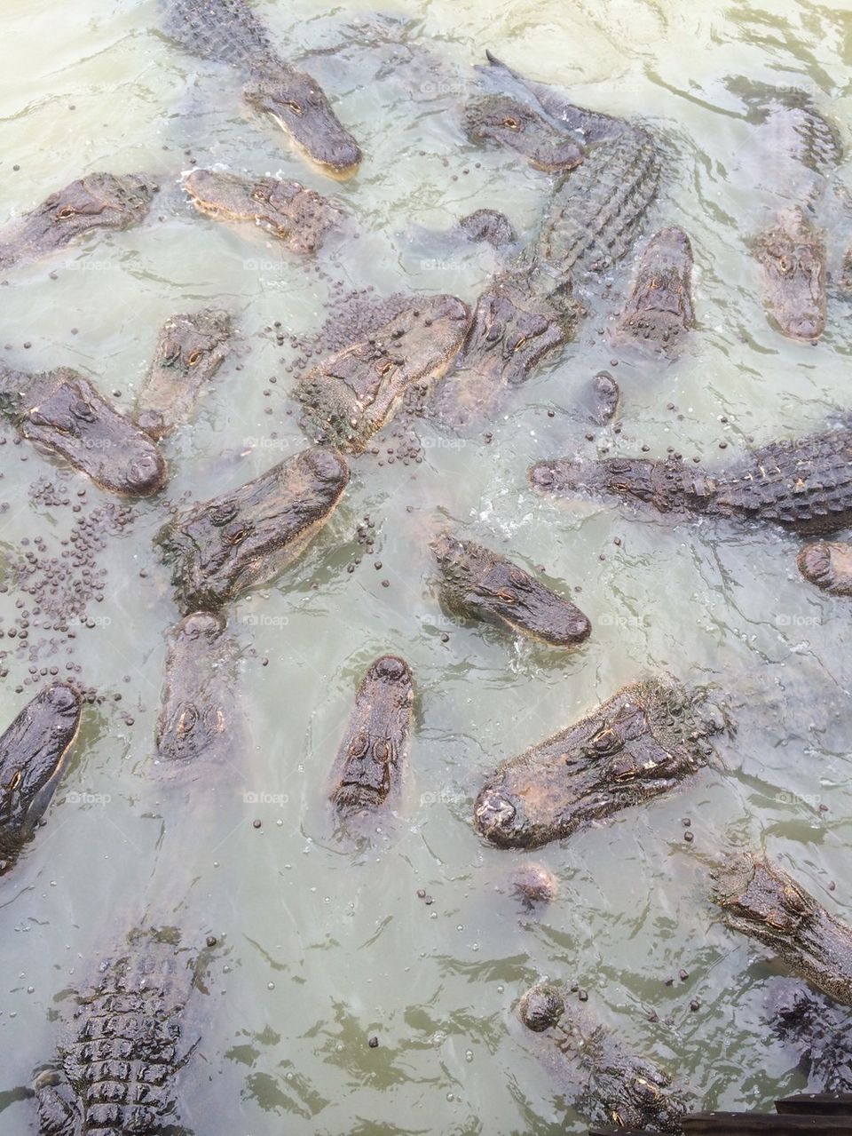 Alligators galore