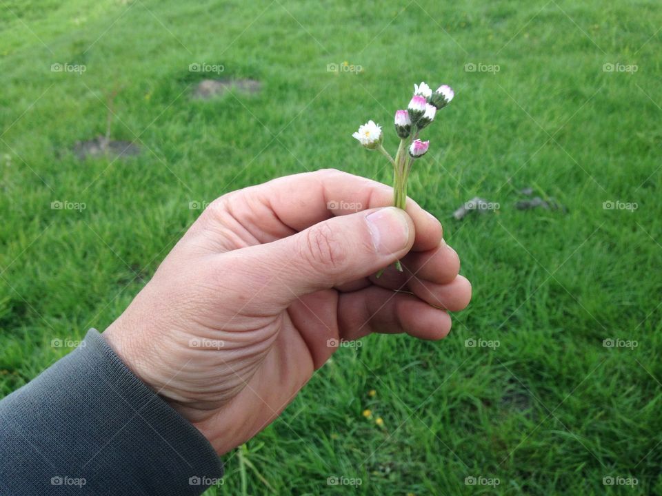 Grass, Lawn, Field, Hayfield, Outdoors