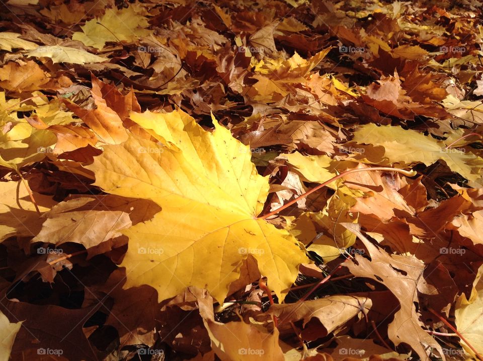 Golden yellow maple leaves