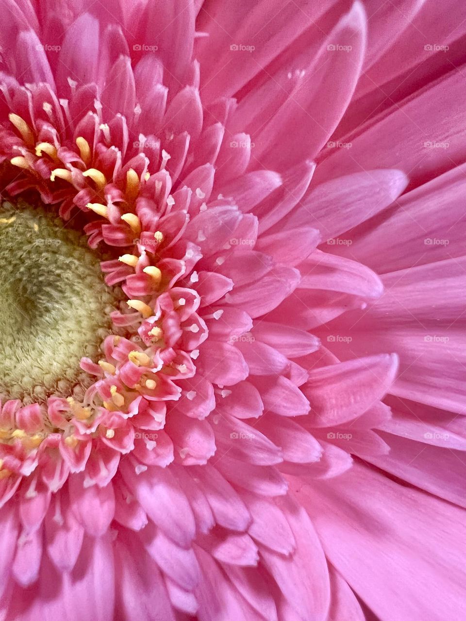 Pink wildflower