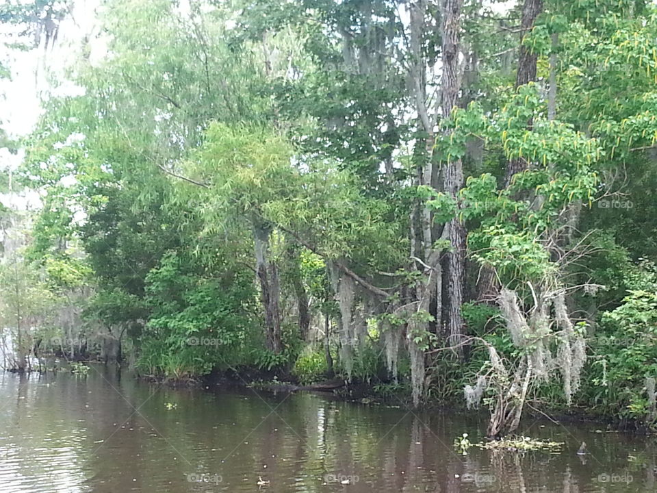 Swampy Lake