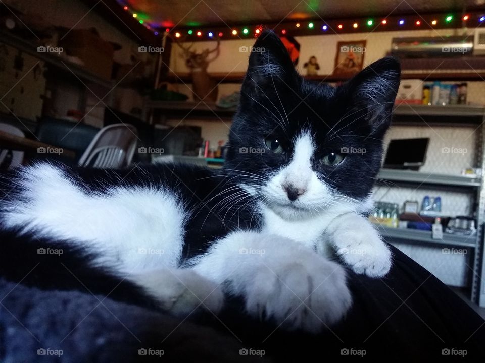 black and white kitten