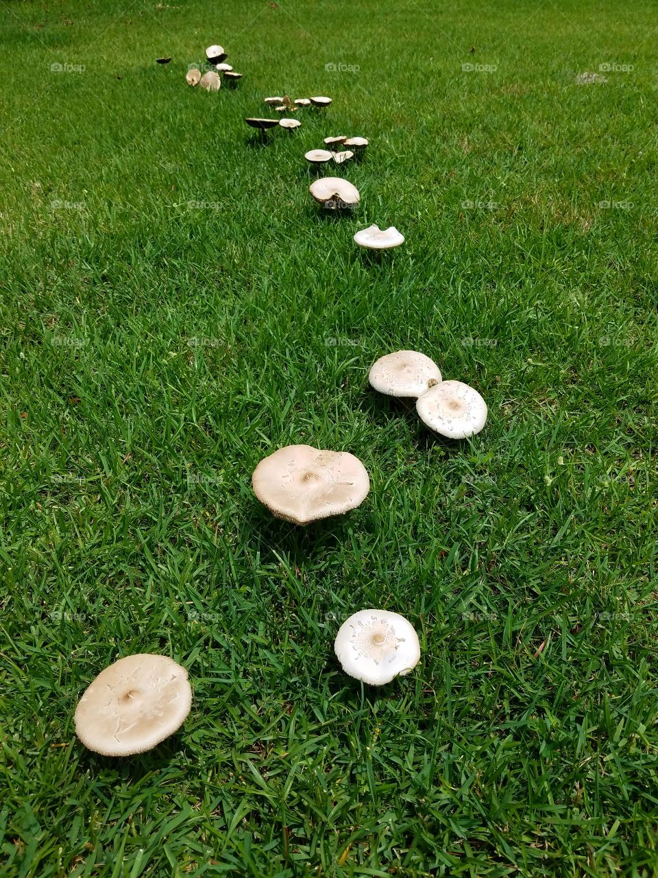 trail of mushrooms like stepping stones