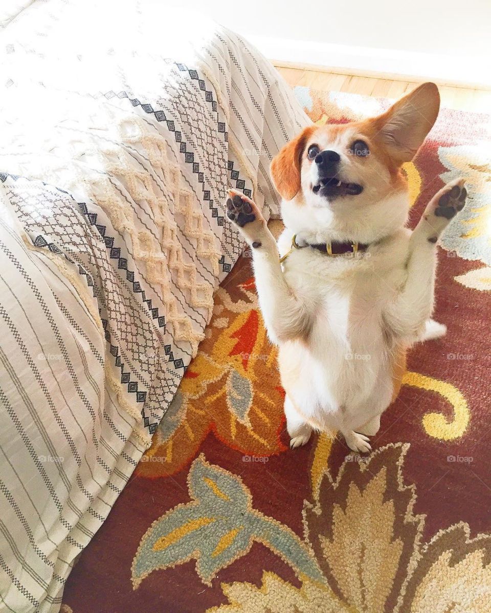 Dogs are aware of more than you know and if treated well, they’ll love you more than you’ll be capable of seeing. 