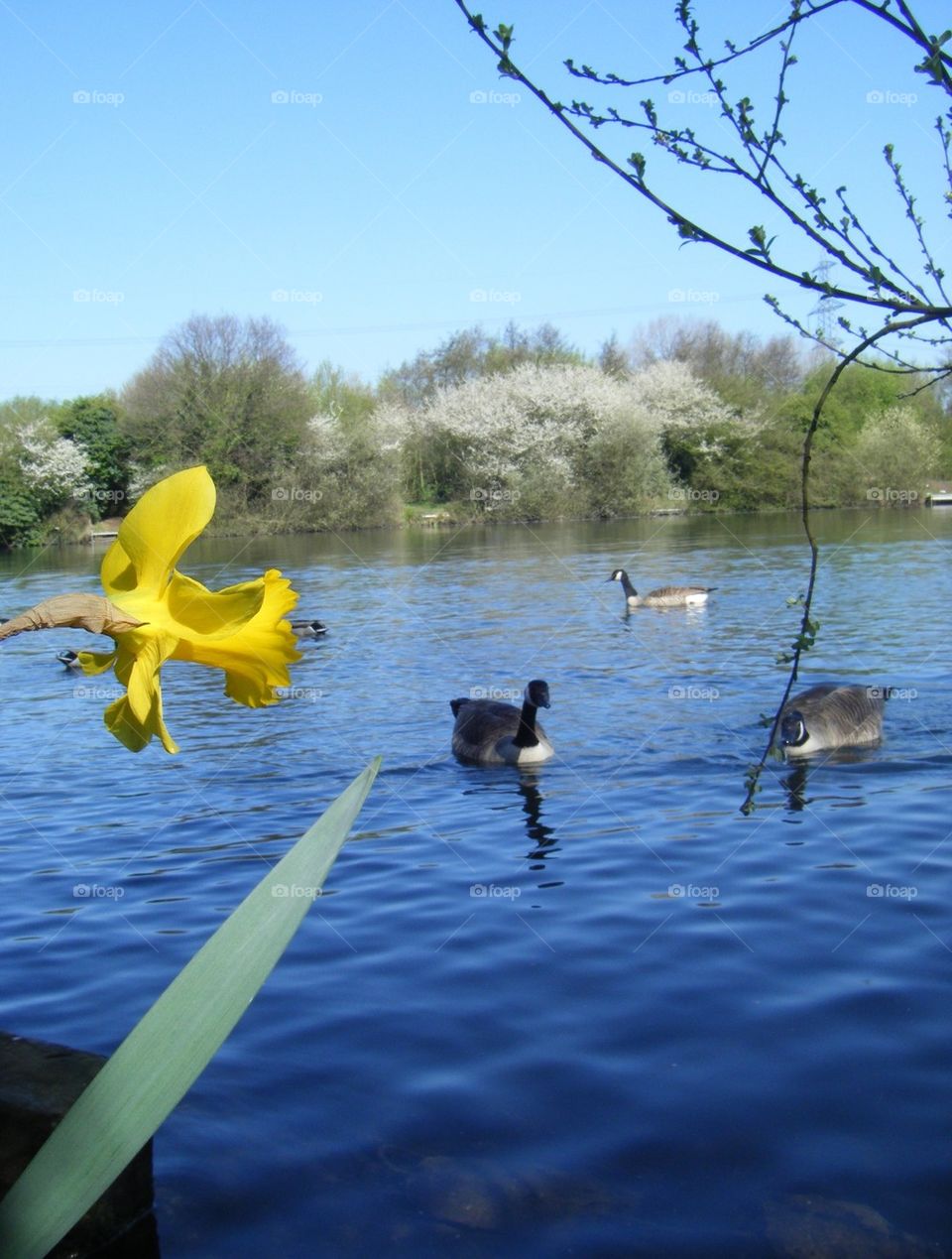 Spring bloom and blossom 