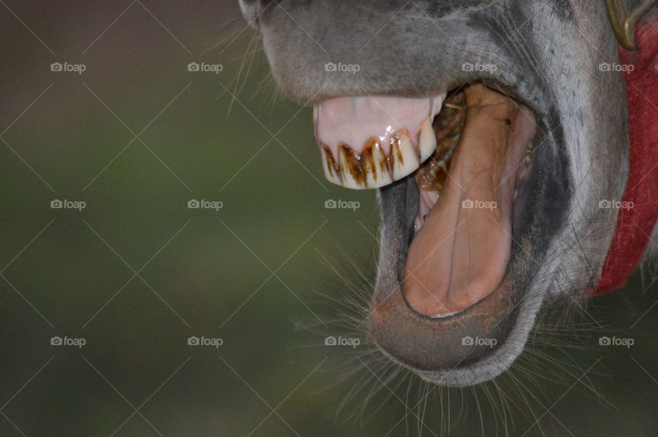 Donkey yawning. 