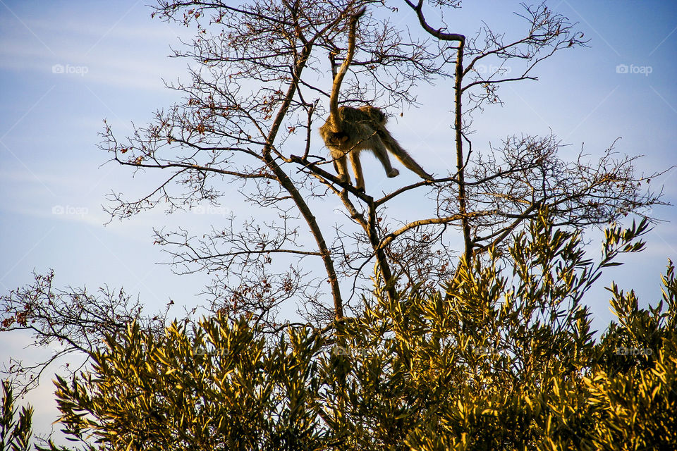 Moment frozen in time. Jumping from branch to branch this monkey is on the move