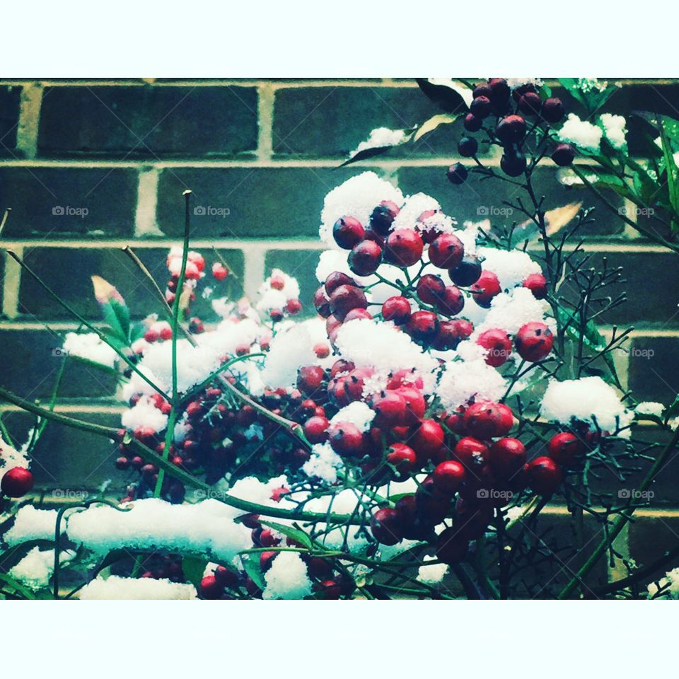 Winter berries
