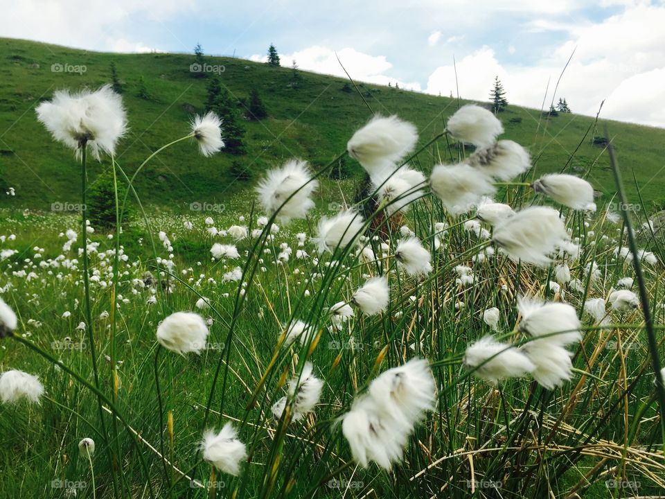 Flowers blooming in the mountains