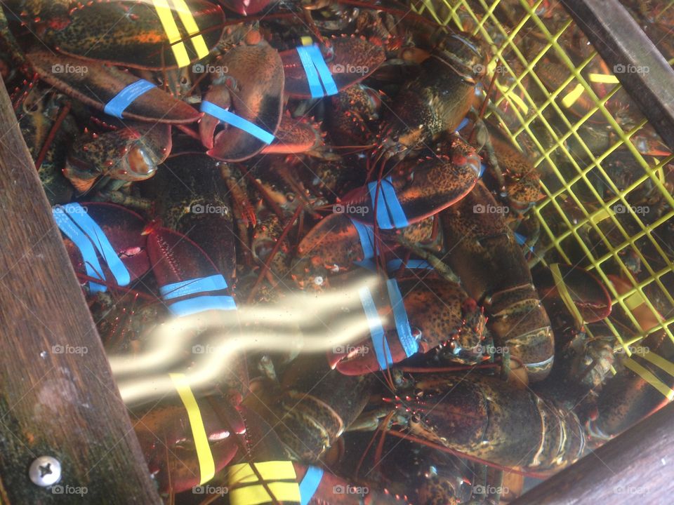 Lobsters - Newport, RI