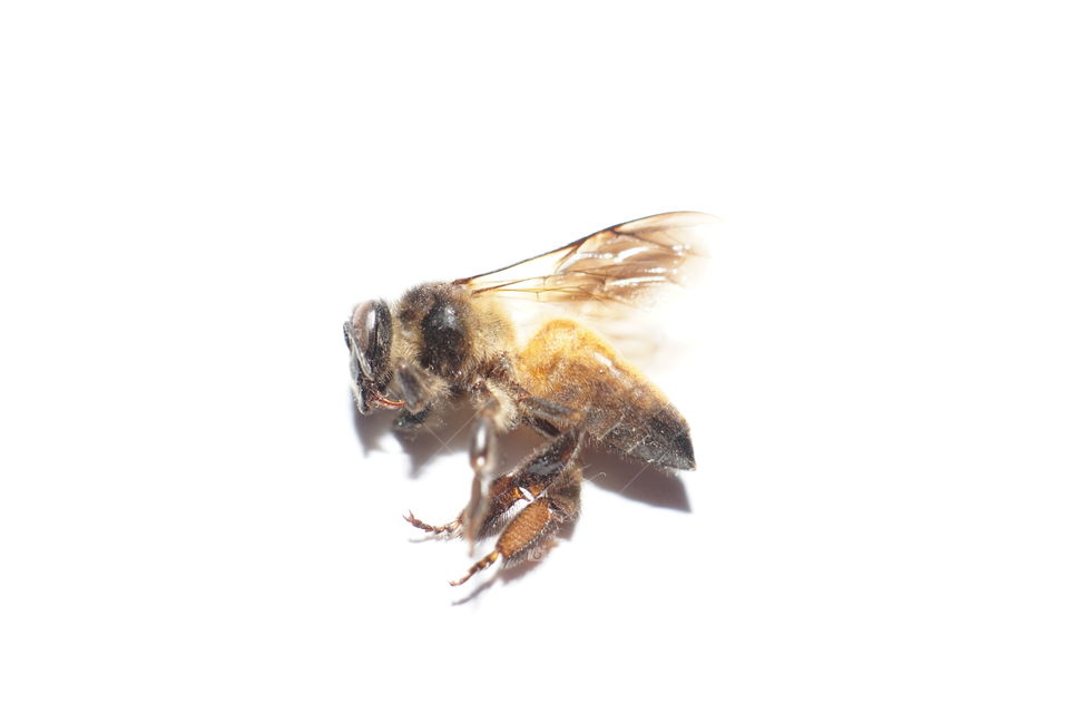 A dead body of bee