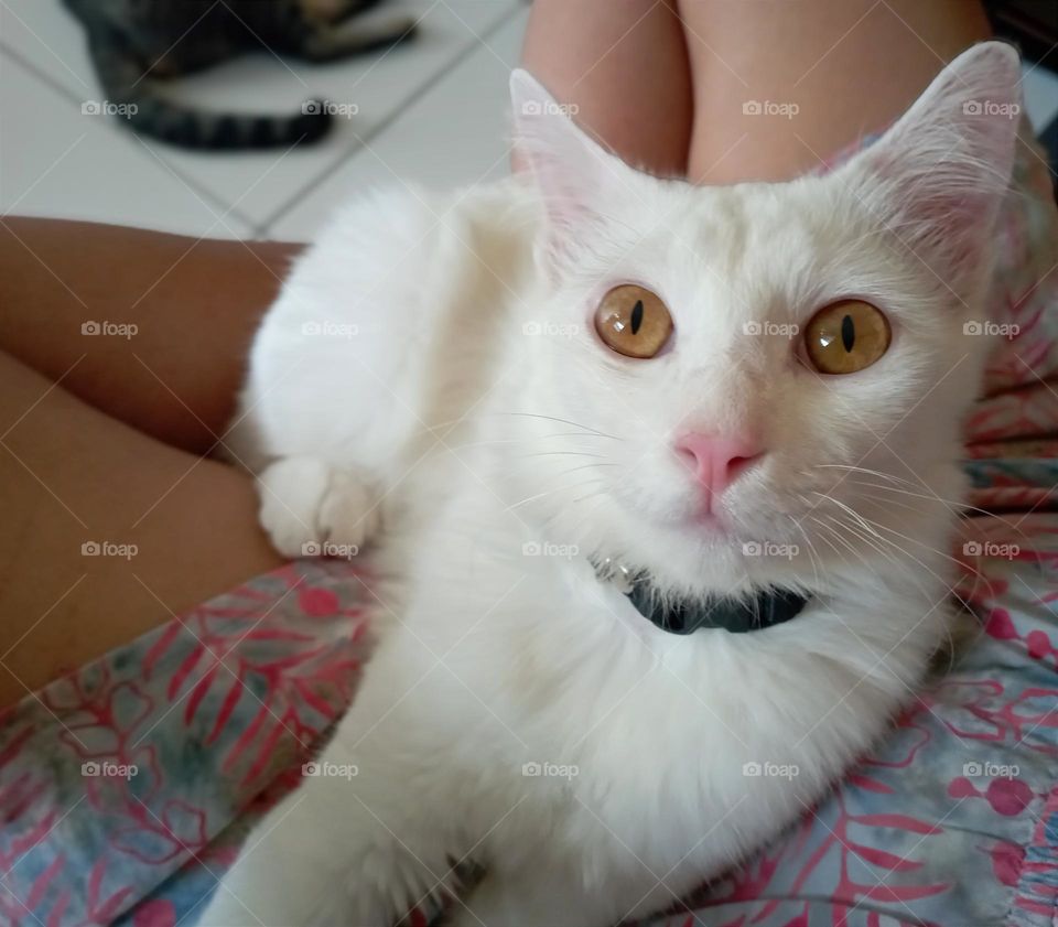 A white cat on my lap