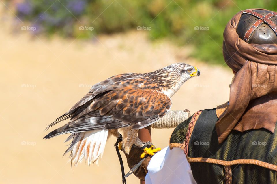 Bird of prey perched at a falconer's glove