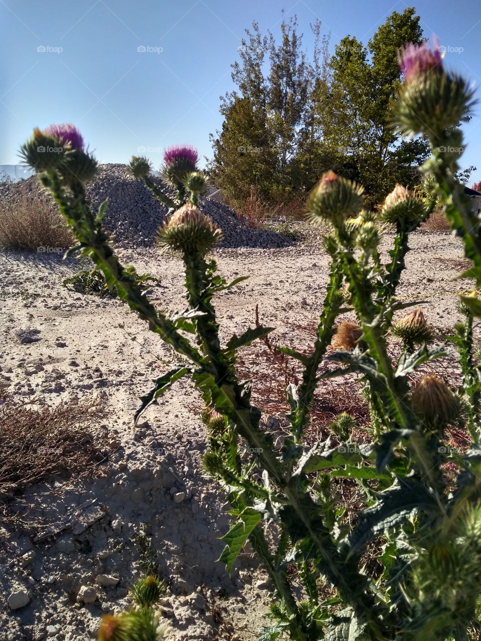 I think I love weeds more than "flowers/plants" that aren't listed as weeds.