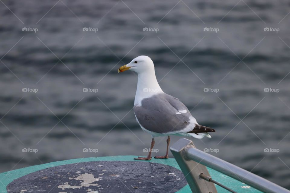 Seagull by the ocean 