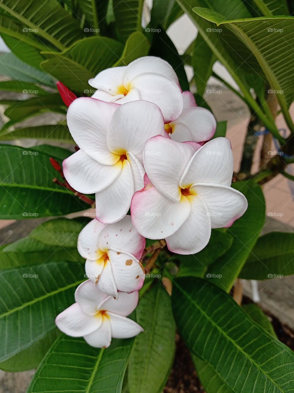 Beautiful Plumeria Flowers