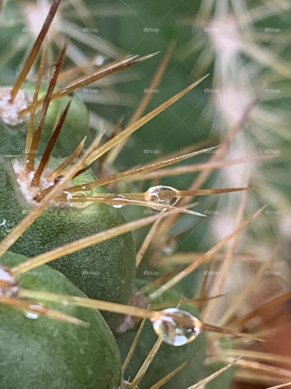 RainWater On Cactus Prickles 🌵