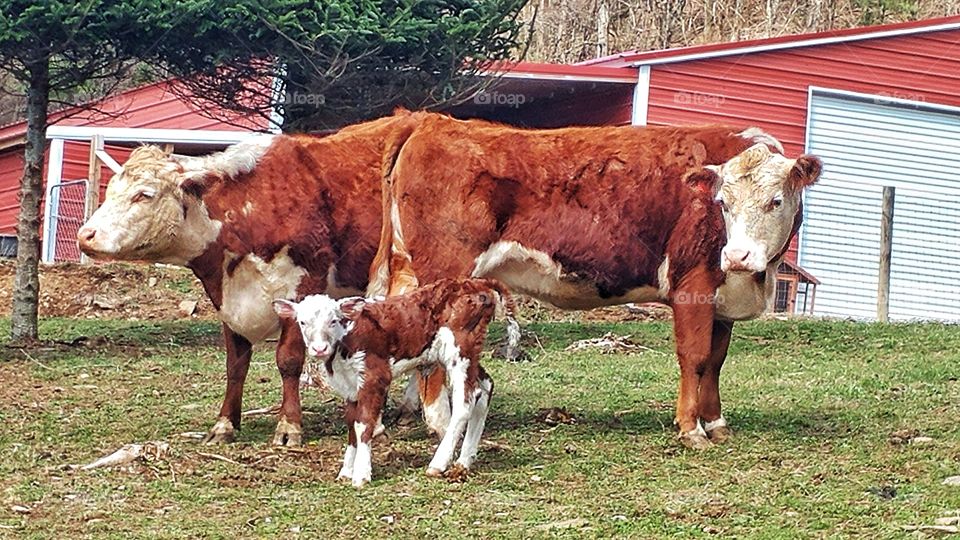 cows with new baby