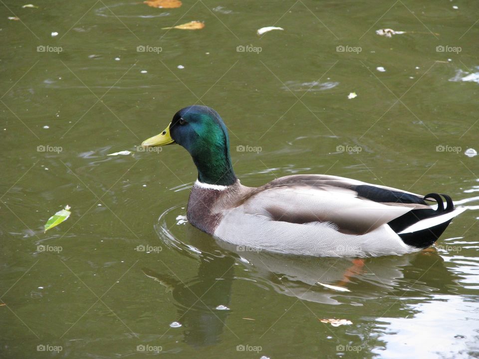 Duck in the water.