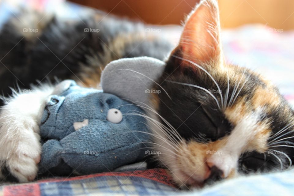 the kitty is sleeping with her little toy.
